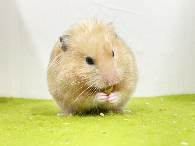 ゴールデンハムスター
