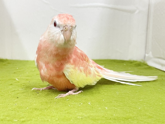 アキクサインコ（秋草インコ）