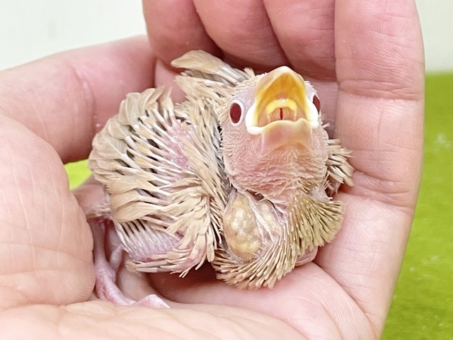 シナモン文鳥