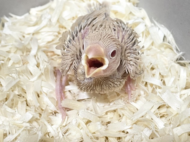 ミルクティカラーの癒し系💖　シナモン文鳥のひなちゃん⭐　2026.10/25撮影