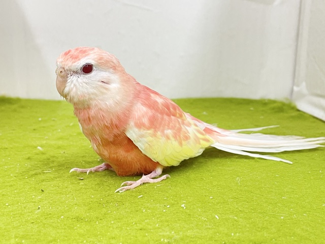 アキクサインコ（秋草インコ）