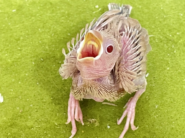 シナモン文鳥