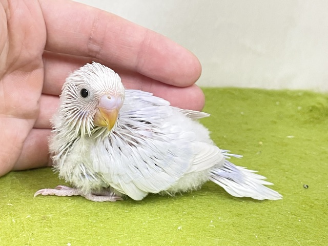 緊急入舎の大人気カラー☆彡　セキセイインコ“ライラック”カラー 2026.10/10撮影