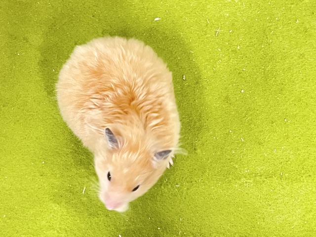 ゴールデンハムスター