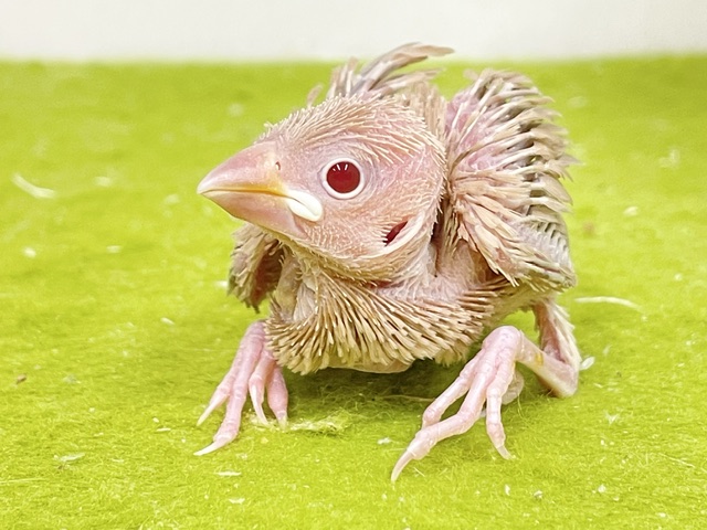 シナモン文鳥