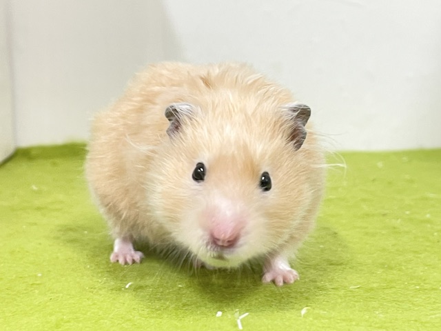 ゴールデンハムスター