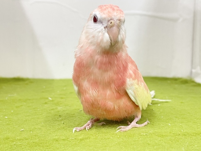 癒し系💖　アキクサインコ（ルビノー）　2026.10/21撮影