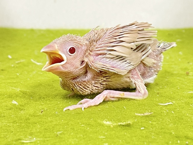 シナモン文鳥