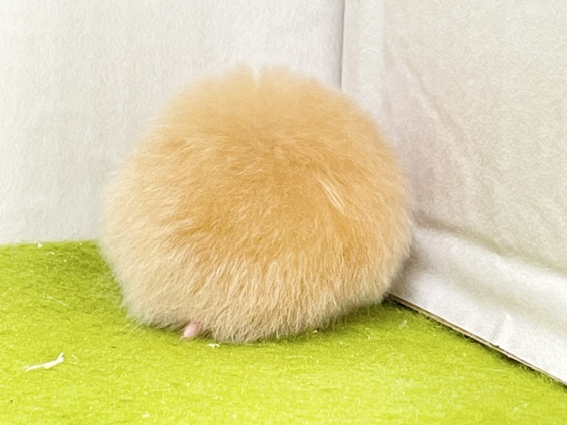 ゴールデンハムスター
