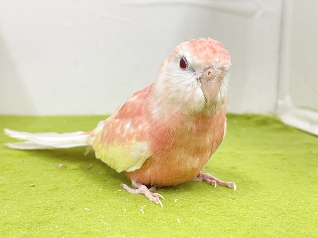 アキクサインコ（秋草インコ）