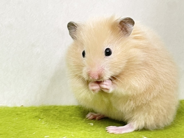 艶々な毛並みが自慢です💖サテンハムスターちゃん　2026.10/10撮影