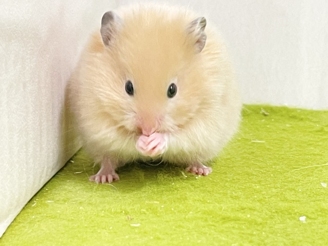 ゴールデンハムスター