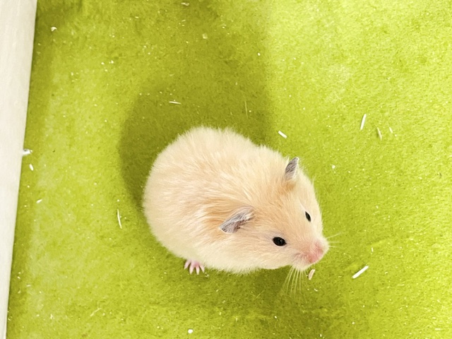 ゴールデンハムスター