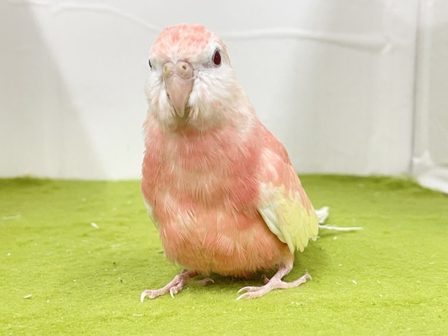 アキクサインコ（秋草インコ）