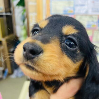 子犬のインスタグラム