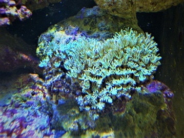 クダサンゴ　メタリックグリーン（サンゴ）２０２０年１１月２２日撮影