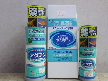 アグテン各種 大量入荷 の販売 通信販売も 神奈川県の熱帯魚ショップ