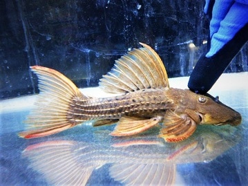 千葉・神奈川・栃木の熱帯魚ショップ｜東葛ペットの熱帯魚コーナー