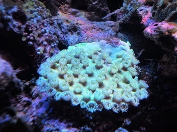 オオスリバチサンゴ