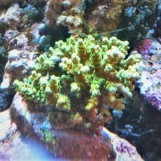 インドネシアブリード　ミドリイシ　２０２２年３月１４日撮影