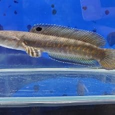 中 大型魚や古代魚など 神奈川県厚木市の熱帯魚ショップ