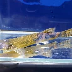 中 大型魚や古代魚など 神奈川県厚木市の熱帯魚ショップ