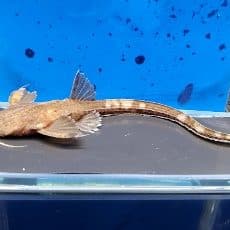 中 大型魚や古代魚など 神奈川県厚木市の熱帯魚ショップ