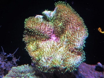 ウミキノコ　スーパーグリーン（サンゴ）　２０２３年６月２９日撮影