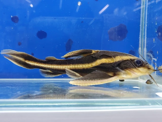 プラティドラス　armatulus