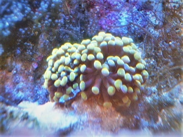ナガレハナ　イエロー　ブランチタイプ（サンゴ）　２０２３年８月２６日撮影