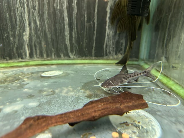 ピライーバー