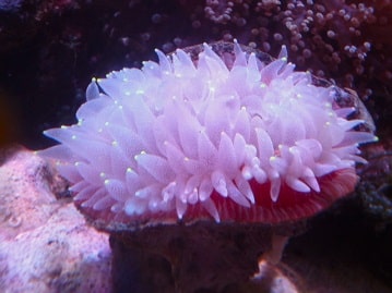 ウチウラタコアシサンゴ