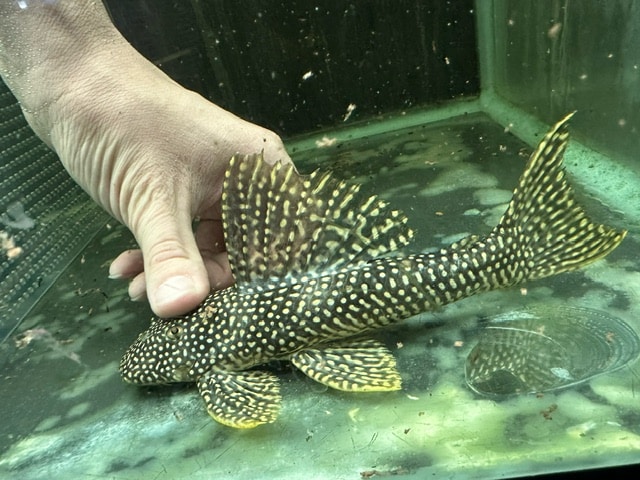 フラッシュゴールデンマグナムプレコ
