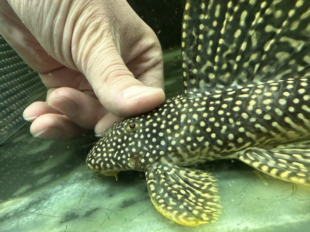 フラッシュゴールデンマグナムプレコ