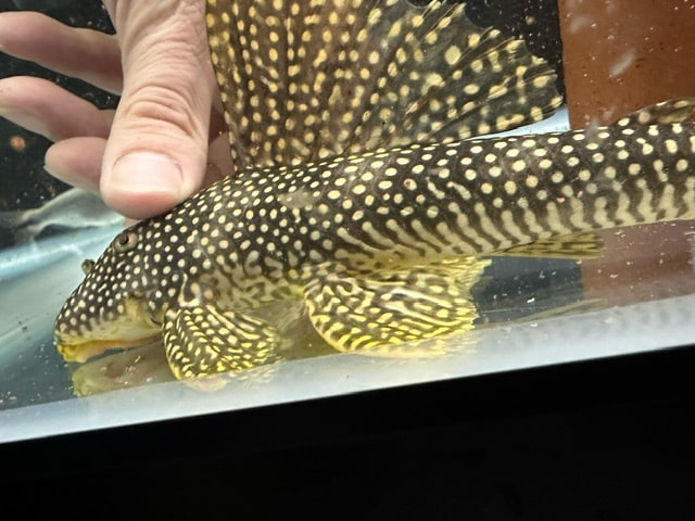 フラッシュゴールデンマグナムプレコ