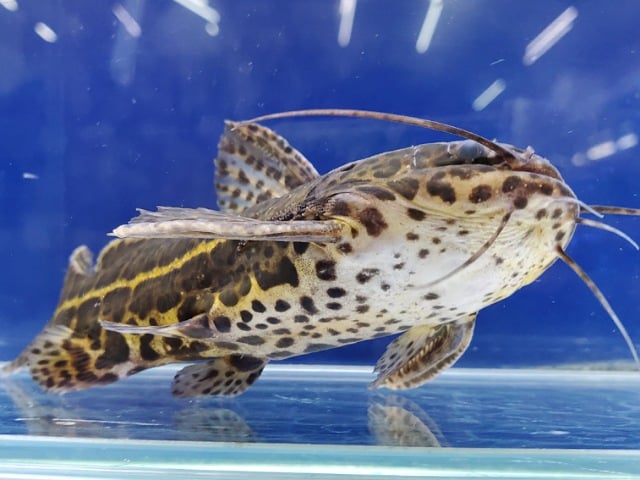千葉・神奈川・栃木の熱帯魚ショップ｜東葛ペットの熱帯魚コーナー