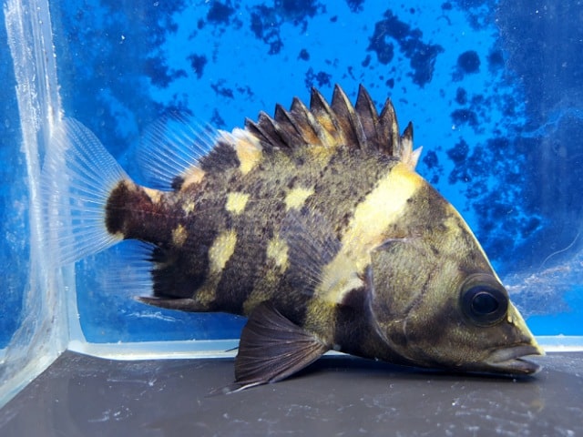 千葉・神奈川・栃木の熱帯魚ショップ｜東葛ペットの熱帯魚コーナー