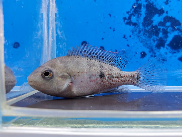 千葉・神奈川・栃木の熱帯魚ショップ｜東葛ペットの熱帯魚コーナー