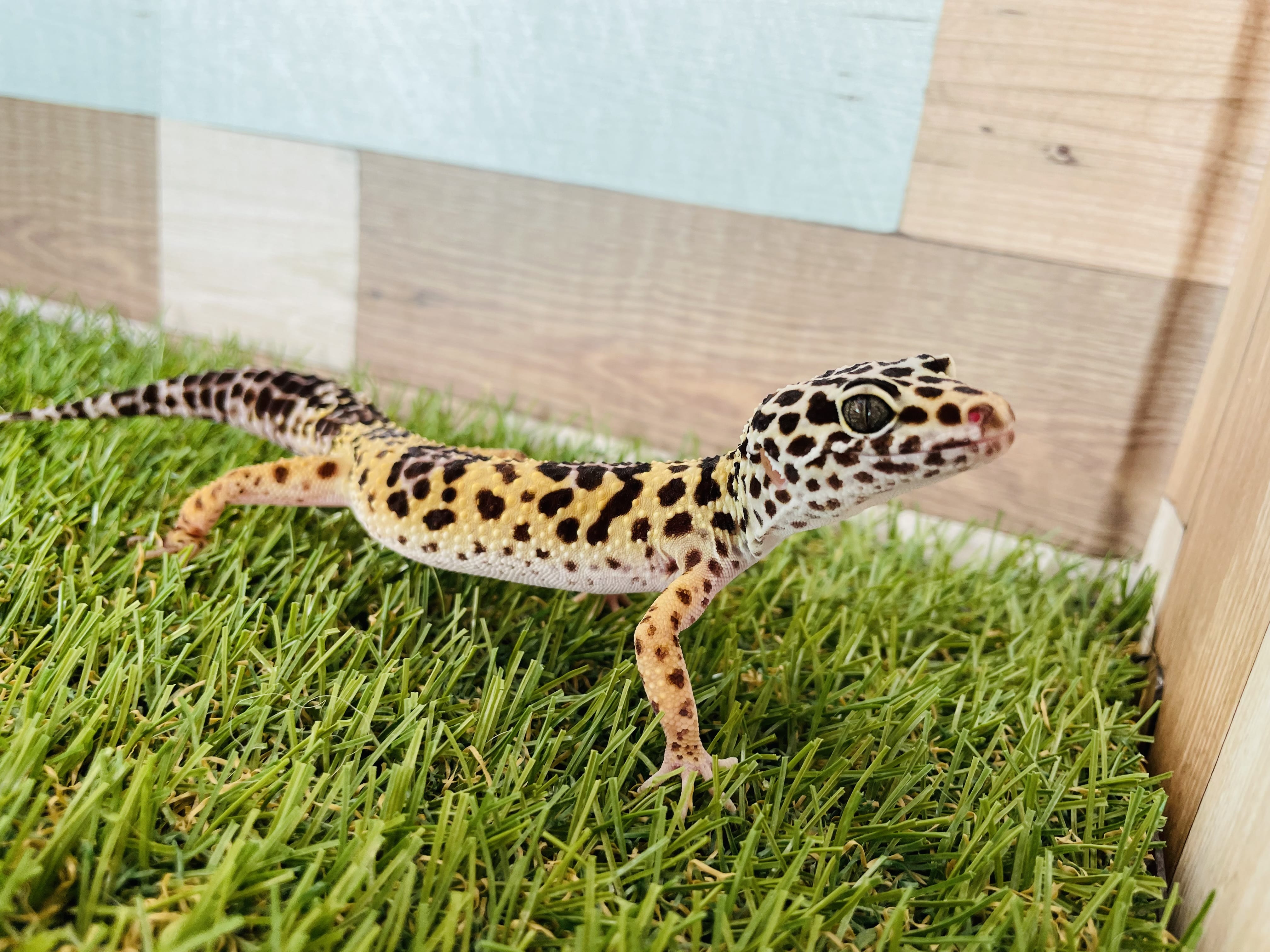 ヒョウモントカゲモドキ　ハイイエロー‼️