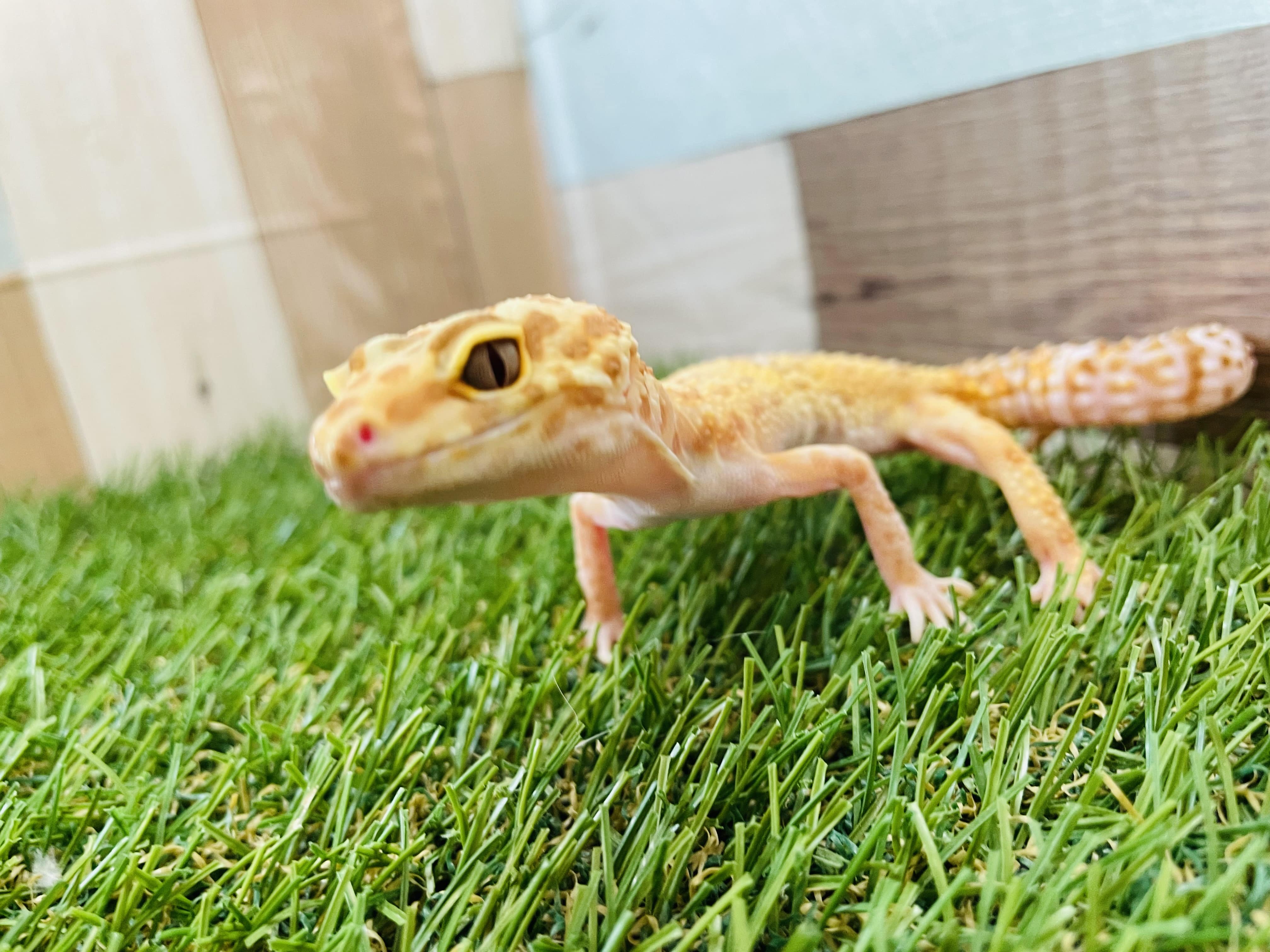 ヒョウモントカゲモドキ　トレンパーアルビノ‼️