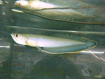 千葉・神奈川・栃木の熱帯魚ショップ｜東葛ペットの熱帯魚コーナー