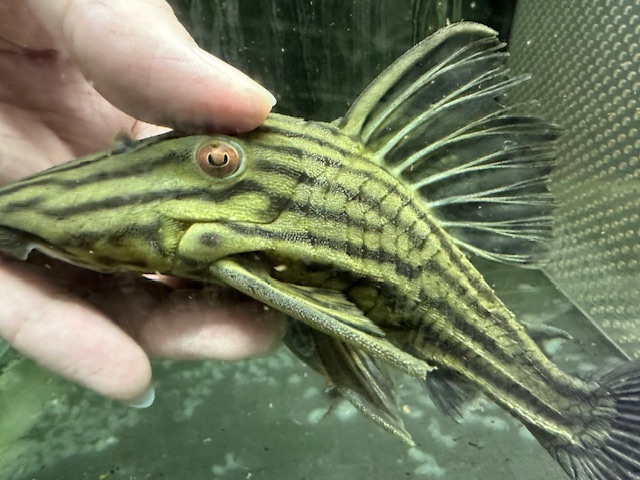 ゴールデンサンダーロイヤルプレコ