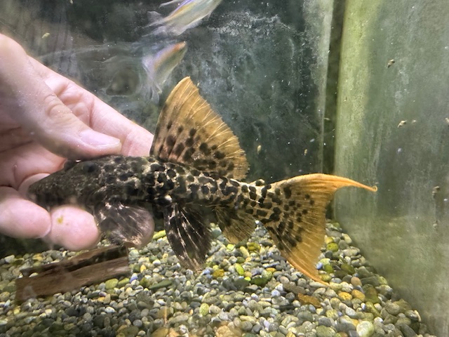 タイタニックトリムプレコ