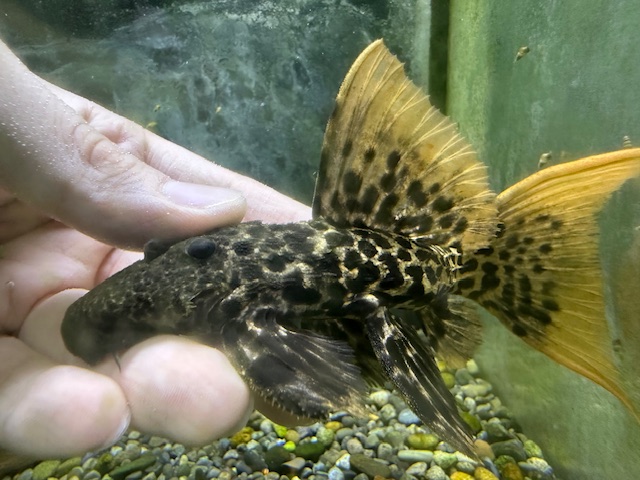 タイタニックトリムプレコ