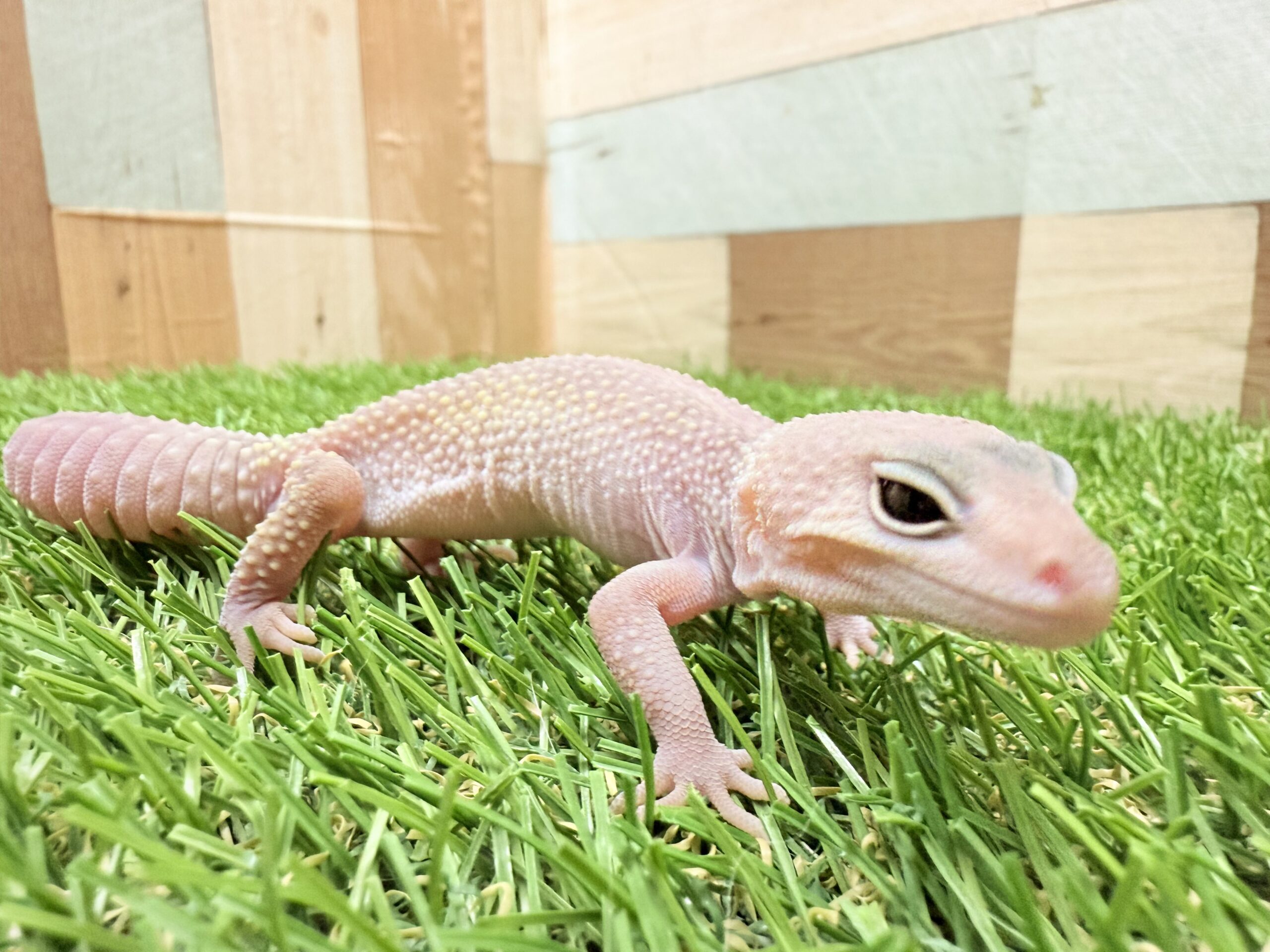 ヒョウモントカゲモドキ　ブリザード‼️