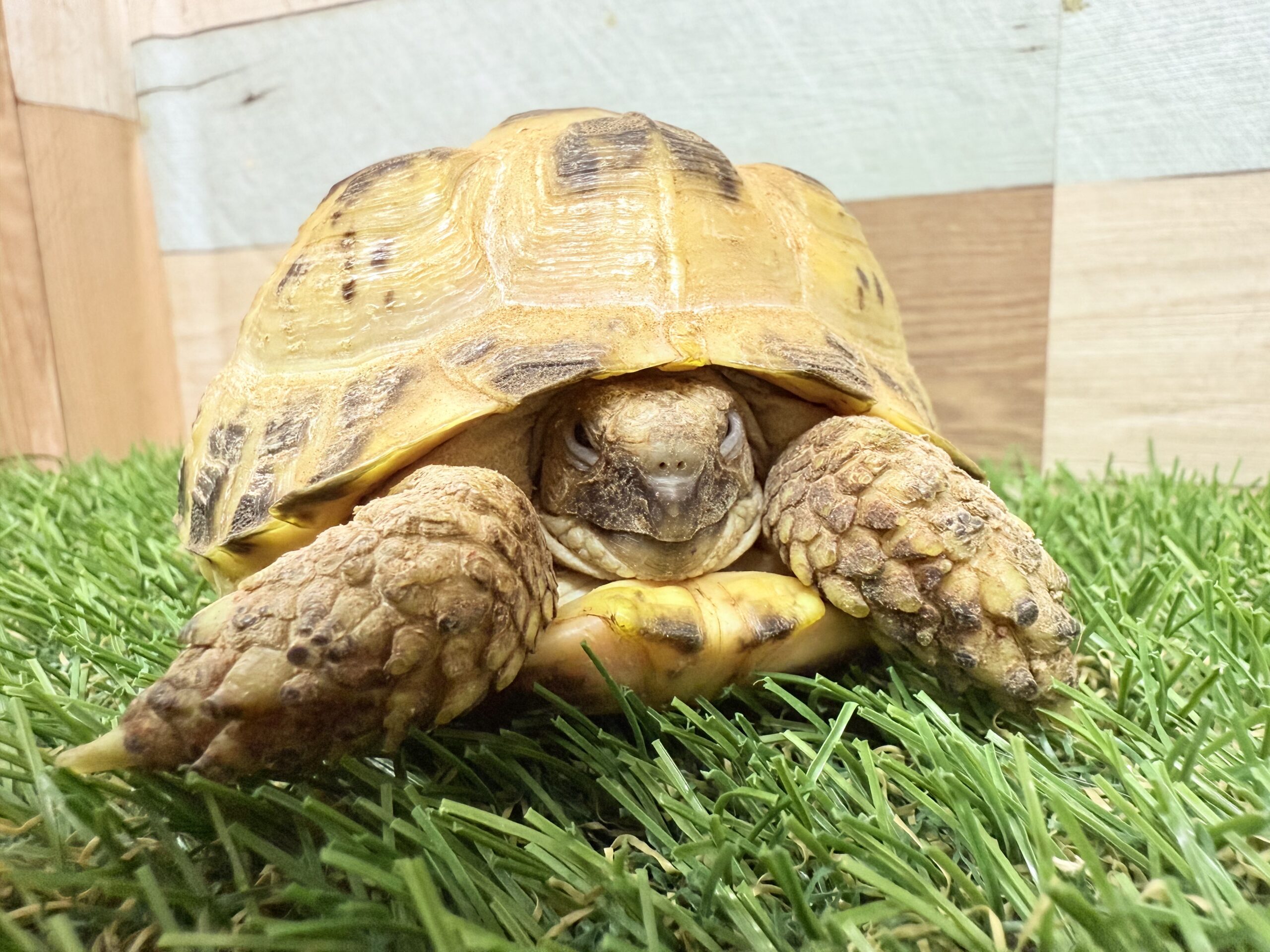 ロシアリクガメ　エサ食いバツグンで初心者でも飼いやすい‼️