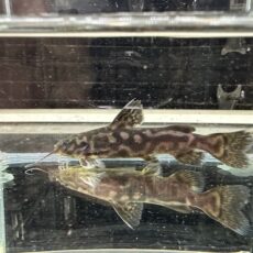 キボシドットカイザードラス　２０２４年１１月入荷！！