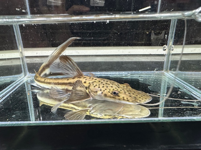 プラニセプス