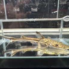 プラニセプス　２０２５年２月入荷！！