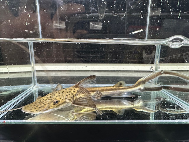 プラニセプス
